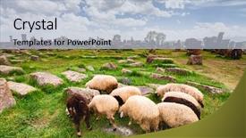  Presentation with armenia - PPT layouts with sheep graze in noratus cemetery background and a light blue colored foreground