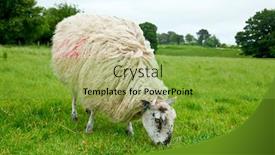  Presentation with pasture - Theme having sheep grazing at pasture in england background and a seafoam green colored foreground