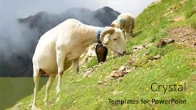  Presentation with pasture - Beautiful presentation featuring sheep-grazing-in-pasture-near backdrop and a yellow colored foreground