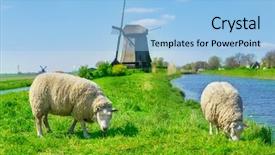  Presentation with grazing - Presentation theme with sheep grazing near a dyke background and a light blue colored foreground