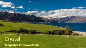  Presentation with new zealand - Slide set with sheep grazing on a field background and a  colored foreground