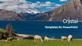  Presentation with new zealand - Colorful presentation design enhanced with sheep grazing on a field backdrop and a ocean colored foreground