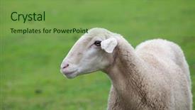  Presentation with grazing - PPT theme enhanced with sheep grazing on a green meadow in de center of spain background and a seafoam green colored foreground