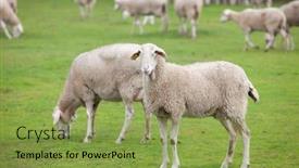  Presentation with grazing - PPT theme having ovinos - sheep grazing on a green background and a yellow colored foreground