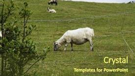  Presentation with killarney - Audience pleasing PPT theme consisting of sheep grazing on a hill backdrop and a  colored foreground