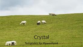  Presentation with killarney - Theme consisting of sheep grazing on a hill background and a  colored foreground