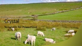  Presentation with scottish highlands - Colorful presentation theme enhanced with sheep grazing on a pasture backdrop and a gold colored foreground