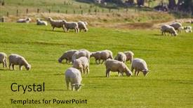  Presentation with grazing - PPT theme having sheep grazing on agreen field background and a gold colored foreground