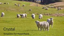  Presentation with grazing - Slide deck with sheep grazing on agreen field background and a  colored foreground