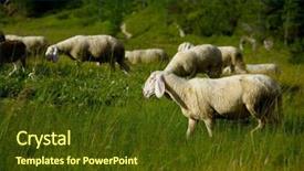  Presentation with sheep - Audience pleasing slide set consisting of sheep grazing on an alpine backdrop and a  colored foreground