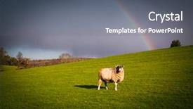  Presentation with rain sky - Theme with sheep grazing on green meadw background and a  colored foreground