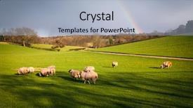  Presentation with rain sky - Colorful PPT layouts enhanced with sheep grazing on green meadw backdrop and a light blue colored foreground