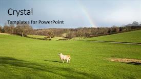  Presentation with rain sky - PPT theme enhanced with sheep grazing on green meadw with rainbow on sky after spring rain background and a light blue colored foreground