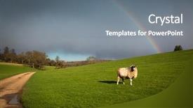  Presentation with rain sky - PPT layouts having sheep grazing on green meadw with rainbow on sky after spring rain background and a gray colored foreground