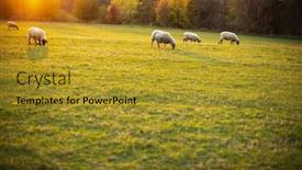  Presentation with green pastures - Slide deck with sheep-grazing-on-lush-green background and a gold colored foreground