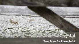  Presentation with grazing - Amazing PPT theme having sheep-grazing-on-snowy-field backdrop and a gray colored foreground
