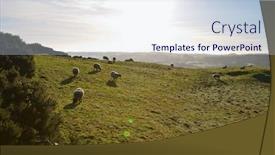  Presentation with flare - Cool new presentation design with sheep-grazing-with-sun-flare backdrop and a lemonade colored foreground