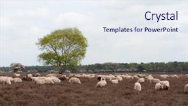  Presentation with grazing - PPT theme featuring sheep herd grazing in moorland background and a sky blue colored foreground