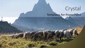  Presentation with pasture - Presentation theme enhanced with sheep-herd-grazing-on-mountain background and a light blue colored foreground