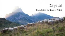  Presentation with pasture - Audience pleasing PPT layouts consisting of sheep-herd-grazing-on-mountain backdrop and a white colored foreground
