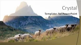  Presentation with pasture - Colorful theme enhanced with sheep-herd-grazing-on-mountain backdrop and a white colored foreground