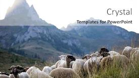  Presentation with pasture - Audience pleasing presentation theme consisting of sheep-herd-grazing-on-mountain backdrop and a white colored foreground