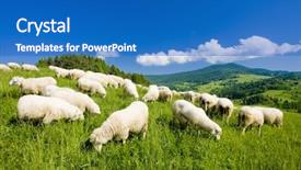  Presentation with sheep - Amazing PPT layouts having sheep herd mala fatra slovakia backdrop and a teal colored foreground