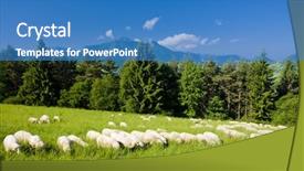  Presentation with sheep - Theme enhanced with sheep herd mala fatra slovakia background and a teal colored foreground