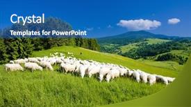  Presentation with sheep - Presentation having sheep herd mala fatra slovakia background and a teal colored foreground