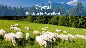  Presentation with sheep - Beautiful presentation theme featuring sheep herd mala fatra slovakia backdrop and a teal colored foreground