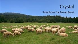 Presentation with beautiful sheet of cannabis marijuana - Presentation having sheep herd on beautiful green background and a  colored foreground