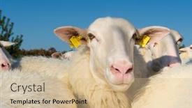  Presentation with animals - PPT layouts with sheep-herd-with-white-animals background and a coral colored foreground