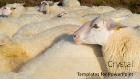  Presentation with animals - Presentation design featuring sheep-herd-with-white-animals background and a coral colored foreground