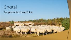  Presentation with animals - Beautiful slide set featuring sheep-herd-with-white-animals backdrop and a light blue colored foreground
