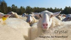  Presentation with animals - Presentation theme featuring sheep-herd-with-white-animals background and a coral colored foreground