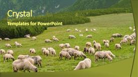  Presentation with sheep - PPT theme having sheep herds at alpine pastures background and a tawny brown colored foreground