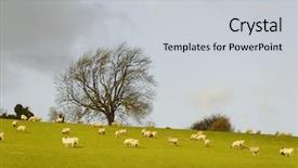  Presentation with england - Beautiful slide set featuring sheep in a field in england winter season backdrop and a light gray colored foreground