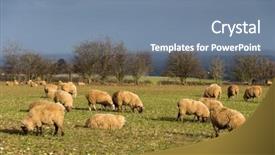  Presentation with england - Beautiful theme featuring sheep in a field in winter in the cotswolds england uk backdrop and a seafoam green colored foreground