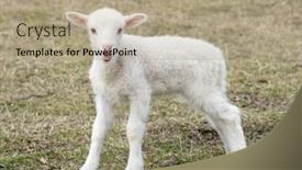  Presentation with pasture - PPT theme featuring sheep-in-a-pasture background and a coral colored foreground