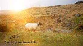  Presentation with sunshine - Colorful presentation design enhanced with sheep-in-field-with-strong backdrop and a gold colored foreground