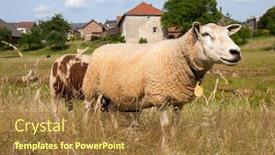  Presentation with dutch - PPT theme featuring sheep-in-front-of-village background and a tawny brown colored foreground