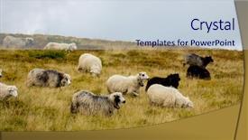  Presentation with grass meadow friendship youth - PPT theme consisting of sheep in grass on mountain background and a sky blue colored foreground
