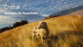  Presentation with new zealand - Presentation featuring sheep-in-green-mountain-meadow background and a seafoam green colored foreground