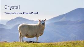  Presentation with new zealand - PPT layouts consisting of sheep-in-green-mountain-meadow background and a sky blue colored foreground