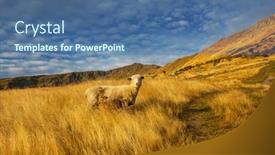  Presentation with rural india paddy field green - PPT theme consisting of sheep-in-green-mountain-meadow background and a ocean colored foreground