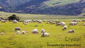  Presentation with sheep - Slide set having sheep-in-green-mountain-meadow background and a gold colored foreground