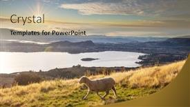  Presentation with sheep - Presentation design consisting of sheep-in-green-mountain-meadow background and a mint green colored foreground