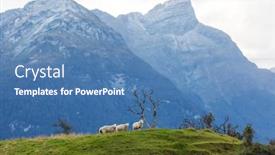  Presentation with new zealand - Presentation theme featuring sheep-in-green-mountain-meadow background and a teal colored foreground