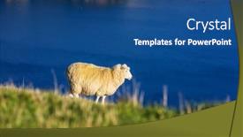  Presentation with sheep - Amazing slide deck having sheep-in-green-mountain-meadow backdrop and a ocean colored foreground