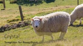  Presentation with new zealand - Colorful PPT theme enhanced with sheep-in-green-mountain-meadow backdrop and a yellow colored foreground